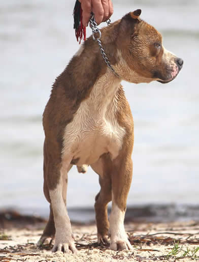 DDDawgs Krueger (AI)